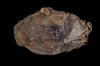 藏品(長牡蠣)的圖片